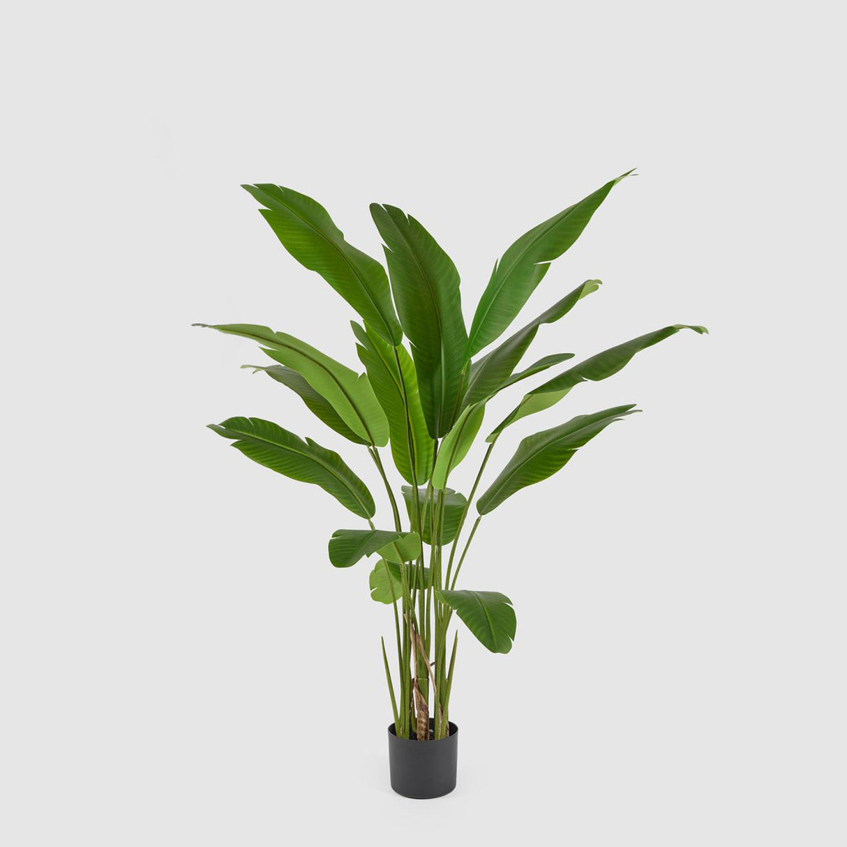 Pianta Strelitzia artificiale EDG in materiale sintetico altezza 155 cm