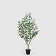 Pianta eucalipto artificiale EDG con vaso Vogue altezza 190 cm