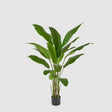 Pianta Strelitzia artificiale EDG in materiale sintetico altezza 155 cm