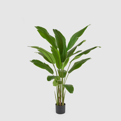 Pianta Strelitzia artificiale EDG in materiale sintetico altezza 155 cm