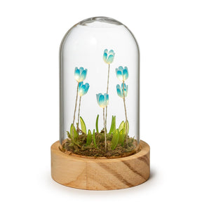 Cupola con fiori e LED Palais Royal in vetro con base in legno 8x14 cm