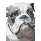 LLADRO' Figurina Cane Bulldog con Leccalecca 33x33cm Porcellana