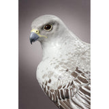 LLADRO' Scultura Nobile Falco Edizione Limitata 41x35cm Porcellana