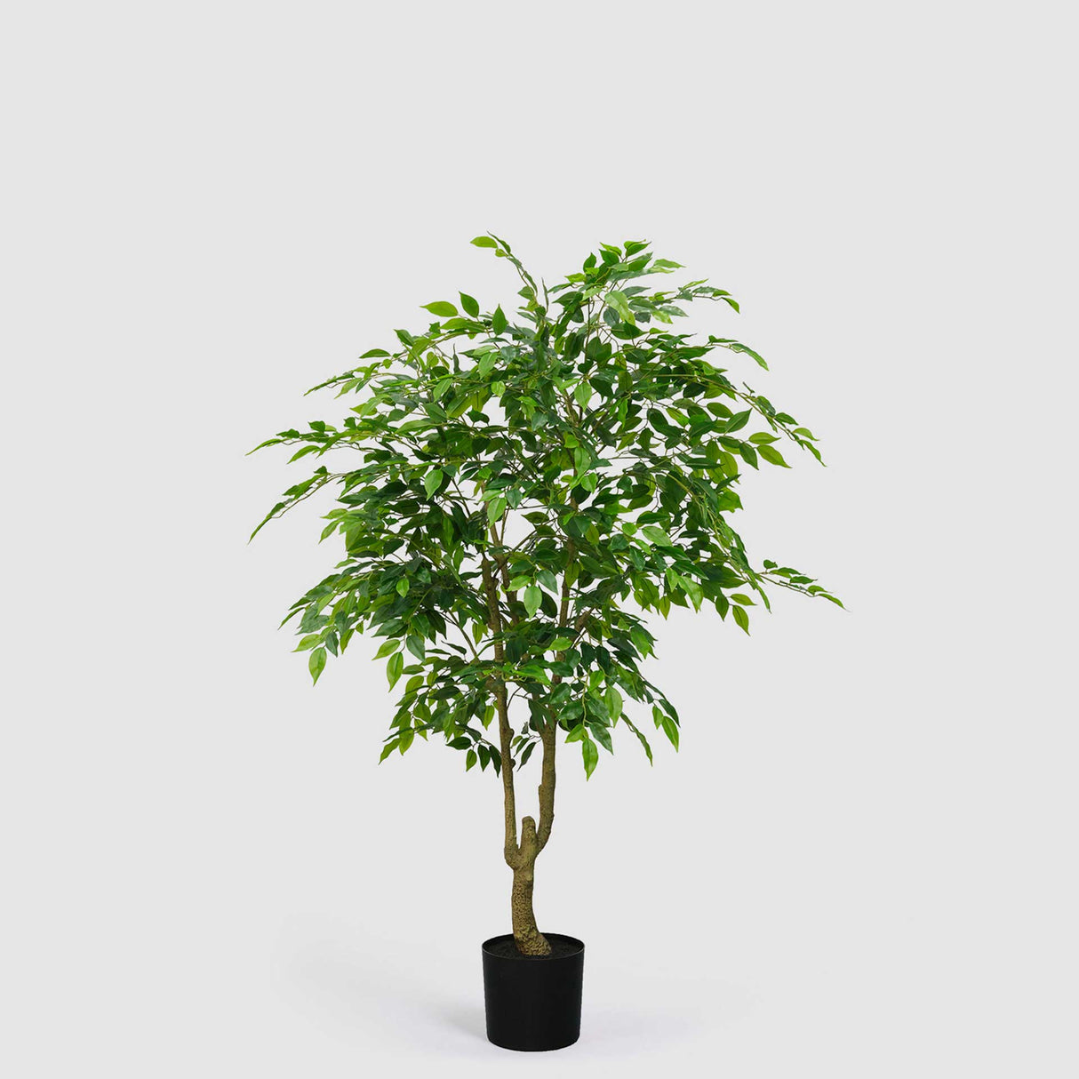 Ficus Benjamin artificiale EDG con foglie realistiche e vaso Vogue 156 cm