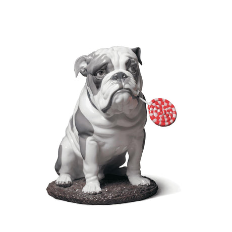 Statuina Bulldog con leccalecca Lladrò in porcellana decorata 33x33 cm