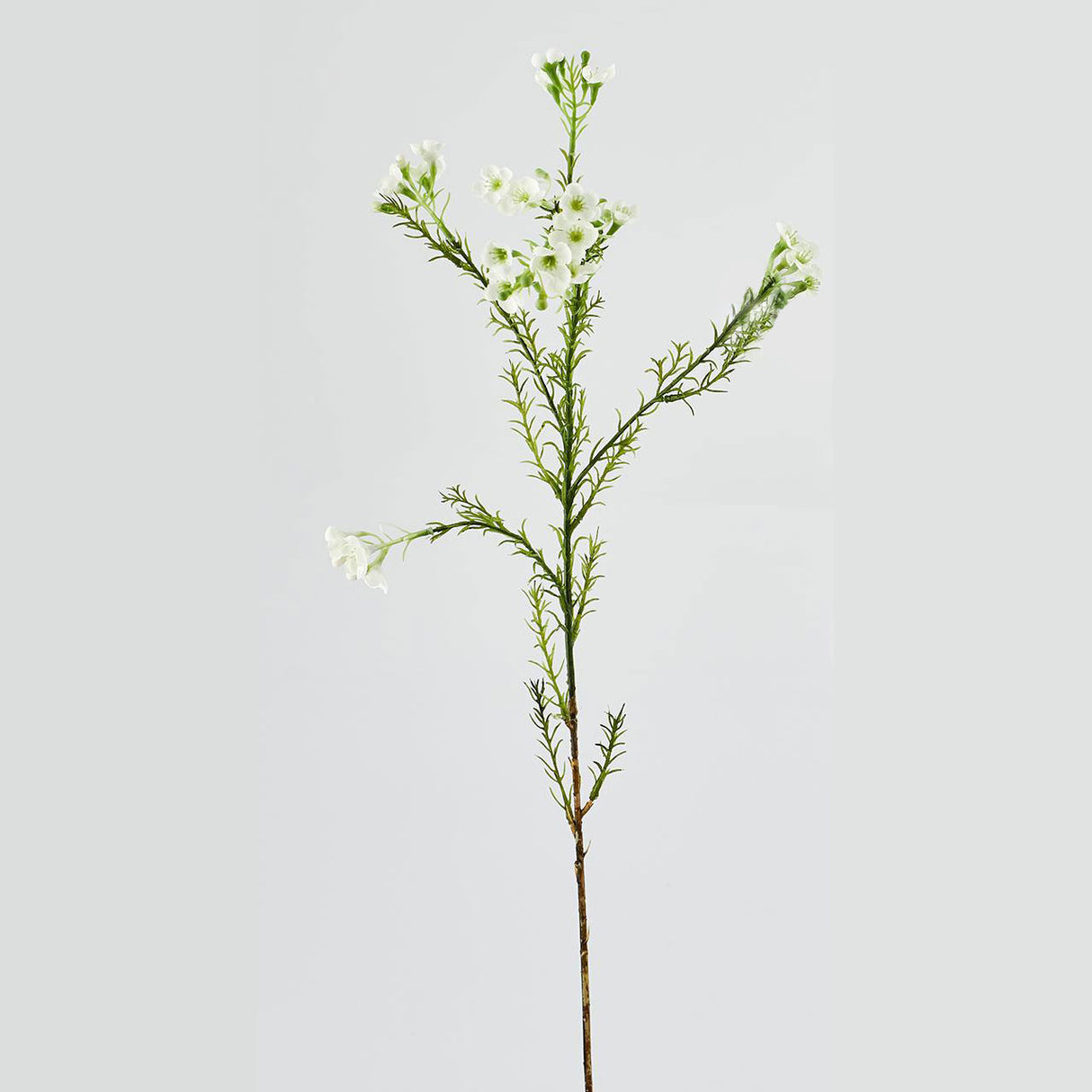 Ramo di Plumaggine EDG in materiale sintetico verde 67 cm