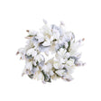 Ghirlanda innevata Bianchi Dino con boccioli di magnolia 45 cm